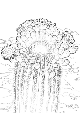 Saguaro Cactus Blossoms Coloring Page